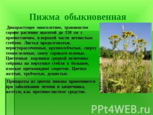 Пижма обыкновенная Дикорастущее многолетнее, травянистое сорное растение высотой