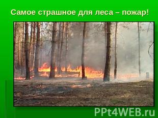 Самое страшное для леса – пожар!