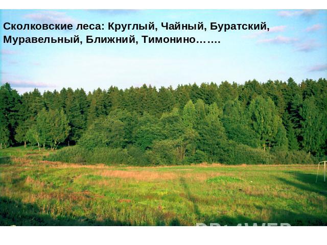 Сколковские леса: Круглый, Чайный, Буратский, Муравельный, Ближний, Тимонино…….