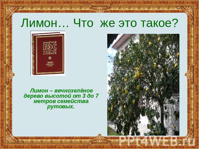 Лимон… Что же это такое?Лимон – вечнозелёное дерево высотой от 3 до 7 метров семейства рутовых.