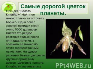 Самые дорогой цветок планеты.Орхидея "Золото Кинабалу" Найти ее можно только на