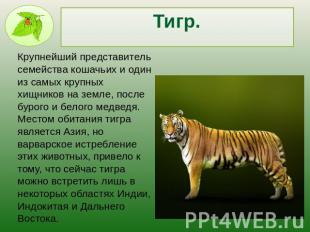 Тигр.Крупнейший представитель семейства кошачьих и один из самых крупных хищнико