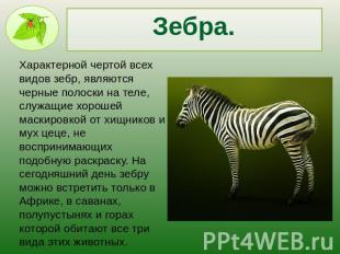Зебра.Характерной чертой всех видов зебр, являются черные полоски на теле, служа