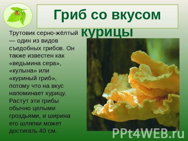 Гриб со вкусом курицыТрутовик серно-жёлтый — один из видов съедобных грибов. Он также известен как «ведьмина сера», «кулына» или «куриный гриб», потому что на вкус напоминает курицу. Растут эти грибы обычно целыми гроздьями, и ширина его шляпки може…