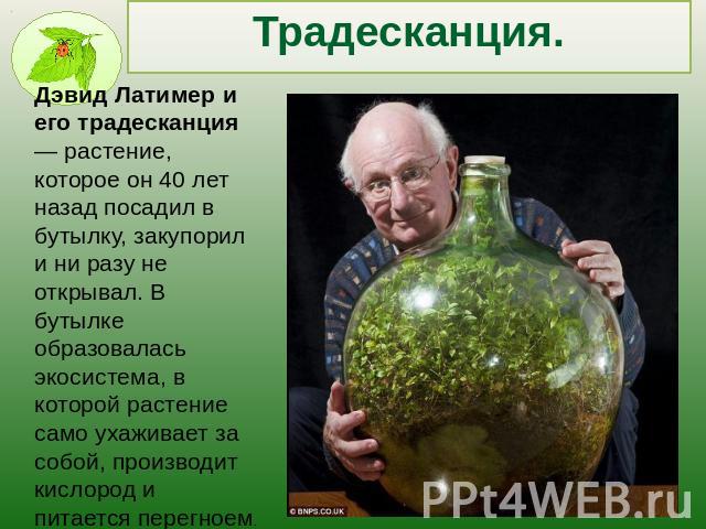 Традесканция.Дэвид Латимер и его традесканция — растение, которое он 40 лет назад посадил в бутылку, закупорил и ни разу не открывал. В бутылке образовалась экосистема, в которой растение само ухаживает за собой, производит кислород и питается перегноем