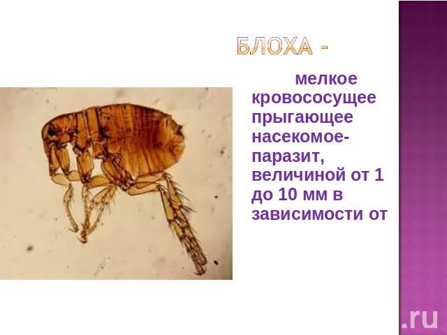мелкое кровососущее прыгающее насекомое-паразит, величиной от 1 до 10 мм в зависимости от