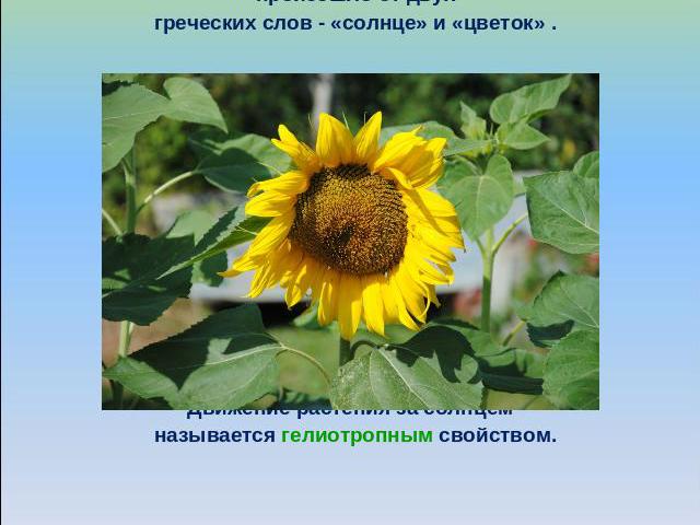 Удивительный цветокНазвание «подсолнечник» произошло от двухгреческих слов - «солнце» и «цветок» .Подсолнух поворачивает головку вслед за солнцем. Стебель накапливает фитогормон- ауксин.Движение растения за солнцем называется гелиотропным свойством.