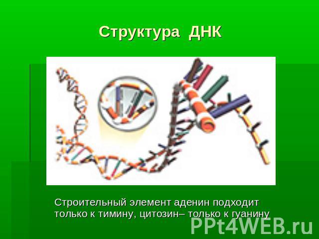 Структура ДНКСтроительный элемент аденин подходит только к тимину, цитозин– только к гуанину