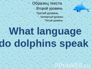 What language do dolphins speak ?