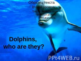 Dolphins, who are they?