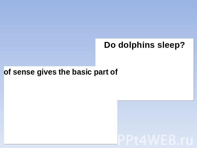 Do dolphins have their own language?