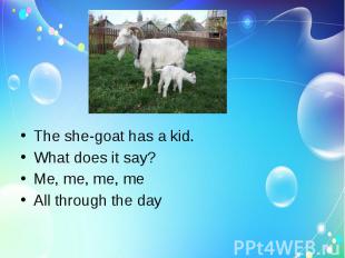 The she-goat has a kid.What does it say?Me, me, me, meAll through the day
