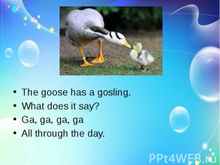 The goose has a gosling.What does it say?Ga, ga, ga, gaAll through the day.
