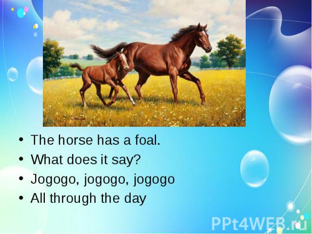 The horse has a foal.What does it say?Jogogo, jogogo, jogogoAll through the day