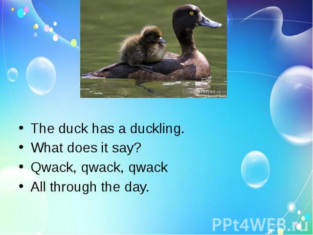 The duck has a duckling.What does it say?Qwack, qwack, qwackAll through the day.