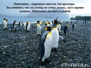 Пингвины – коренные жители Антарктиды. Вы помните, что эта птица не умеет летать