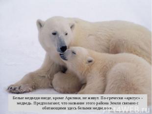 Белые медведи нигде, кроме Арктики, не живут. По-гречески «арктус» - медведь. Пр