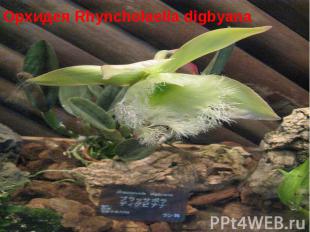 Орхидея Rhyncholaelia digbyana 