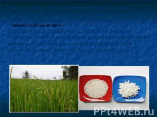 Рис – культура влаголюбивая. В нашей стране он выращивается в основном на Кубани