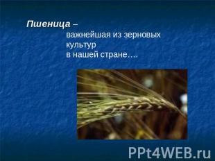 Пшеница – важнейшая из зерновых культур в нашей стране….