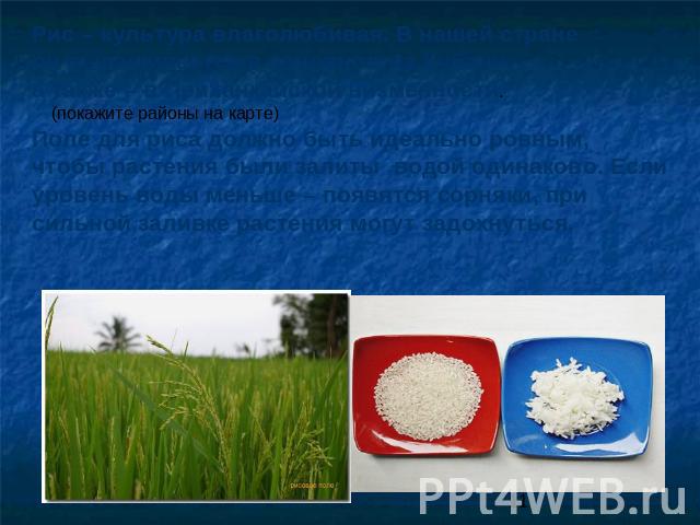 Рис – культура влаголюбивая. В нашей стране он выращивается в основном на Кубани, а также – в Приханкайской низменности. (покажите районы на карте) Поле для риса должно быть идеально ровным, чтобы растения были залиты водой одинаково. Если уровень в…
