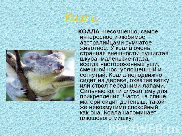 Коала КОАЛА -несомненно, самое интересное и любимое австралийцами сумчатое животное. У коала очень странная внешность: пушистая шкура, маленькие глаза, всегда настороженные уши, смешной нос, уплощенный и согнутый. Коала неподвижно сидит на дереве, о…