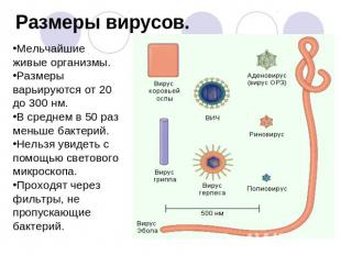Размеры вирусов. Мельчайшие живые организмы. Размеры варьируются от 20 до 300 нм