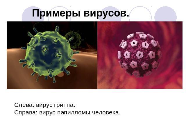 Примеры вирусов. Слева: вирус гриппа. Справа: вирус папилломы человека.