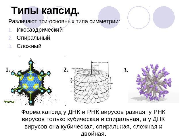 Типы капсид. Различают три основных типа симметрии: Икосаэдрический Спиральный Сложный Форма капсид у ДНК и РНК вирусов разная: у РНК вирусов только кубическая и спиральная, а у ДНК вирусов она кубическая, спиральная, сложная и двойная.