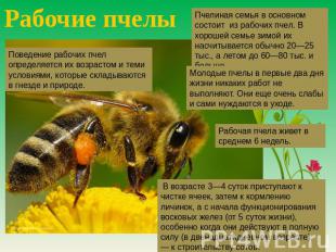 Рабочие пчелы Пчелиная семья в основном состоит из рабочих пчел. В хорошей семье