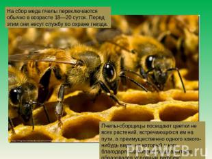 На сбор меда пчелы переключаются обычно в возрасте 18—20 суток. Перед этим они н