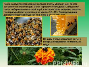 Перед наступлением осенних холодов пчелы убивают или просто выгоняют из улья сам