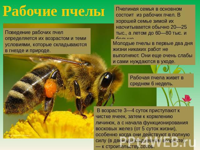 Рабочие пчелы Пчелиная семья в основном состоит из рабочих пчел. В хорошей семье зимой их насчитывается обычно 20—25 тыс., а летом до 60—80 тыс. и больше. Поведение рабочих пчел определяется их возрастом и теми условиями, которые складываются в гнез…