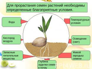 Для прорастания семян растений необходимы определенные благоприятные условия.
