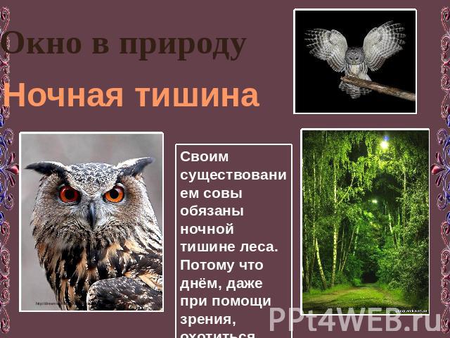 Окно в природу Ночная тишина Своим существованием совы обязаны ночной тишине леса. Потому что днём, даже при помощи зрения, охотиться невозможно.