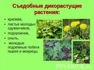 Съедобные дикорастущие растения: крапива, листья молодых одуванчиков, подорожник