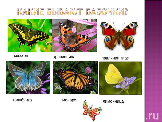 Какие бывают бабочки? махаон крапивница павлиний глаз голубянка монарх лимонница