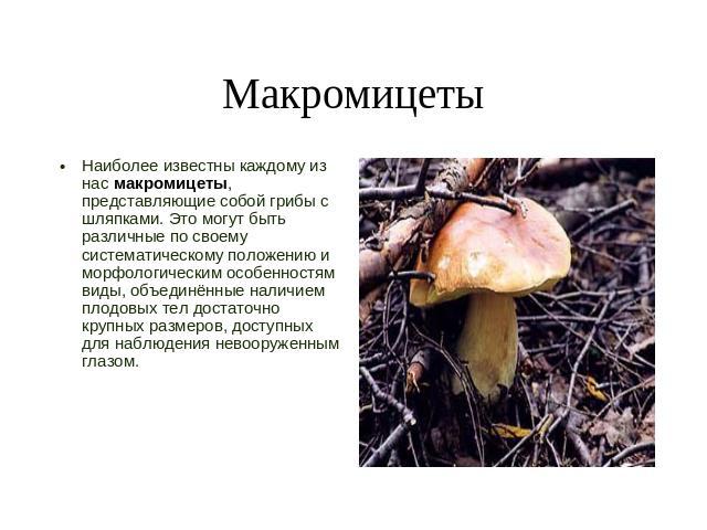Макромицеты Наиболее известны каждому из нас макромицеты, представляющие собой грибы с шляпками. Это могут быть различные по своему систематическому положению и морфологическим особенностям виды, объединённые наличием плодовых тел достаточно крупных…