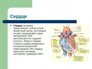 Сердце Сердце человека представляет собой полый мышечный орган, состоящий из дву