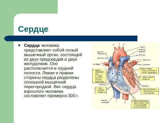 Сердце Сердце человека представляет собой полый мышечный орган, состоящий из двух предсердий и двух желудочков. Оно располагается в грудной полости. Левая и правая стороны сердца разделены сплошной мышечной перегородкой. Вес сердца взрослого человек…