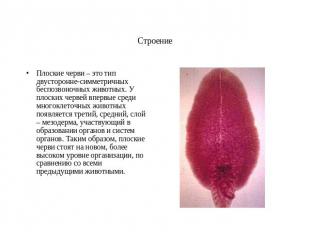 Строение Плоские черви – это тип двусторонне-симметричных беспозвоночных животны