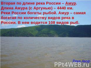 Вторая по длине река России – Амур. Длина Амура (с Аргунью) – 4440 км. Реки Росс