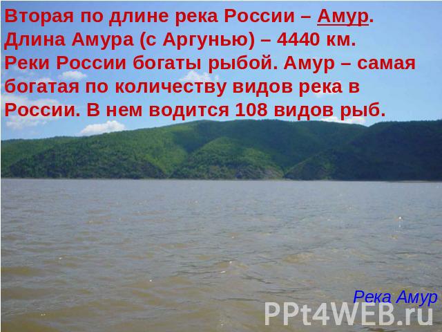 Вторая по длине река России – Амур. Длина Амура (с Аргунью) – 4440 км. Реки России богаты рыбой. Амур – самая богатая по количеству видов река в России. В нем водится 108 видов рыб. Река Амур