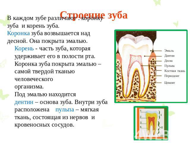 Строение зуба В каждом зубе различают : коронку зуба и корень зуба. Коронка зуба возвышается над десной. Она покрыта эмалью. Корень - часть зуба, которая удерживает его в полости рта. Коронка зуба покрыта эмалью – самой твердой тканью человеческого …
