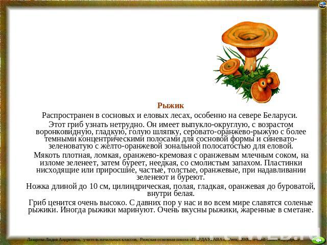Рыжик Распространен в сосновых и еловых лесах, особенно на севере Беларуси. Этот гриб узнать нетрудно. Он имеет выпукло-округлую, с возрастом воронковидную, гладкую, голую шляпку, серовато-оранжево-рыжую с более темными концентрическими полосами для…