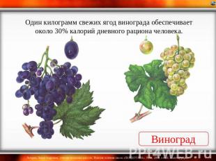 Один килограмм свежих ягод винограда обеспечивает около 30% калорий дневного рац