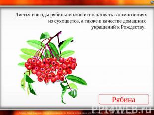 Листья и ягоды рябины можно использовать в композициях из сухоцветов, а также в