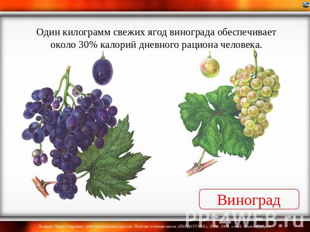 Один килограмм свежих ягод винограда обеспечивает около 30% калорий дневного рациона человека. Виноград
