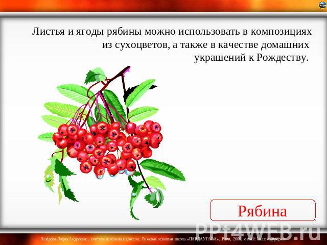 Листья и ягоды рябины можно использовать в композициях из сухоцветов, а также в качестве домашних украшений к Рождеству. Рябина