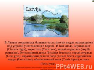 В Латвии сохранилась большая часть многих видов, находящихся под угрозой уничтож